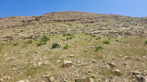Dar al-Kalima University